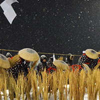 전일본 노하다테 (농작 시작) 축제